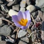 Crocus biflorus Çiçek