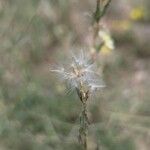 Lactuca saligna ഫലം