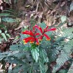 Aphelandra longiflora花