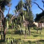 Avena barbata Fruit