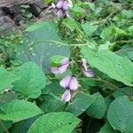 Neustanthus phaseoloides फूल