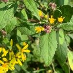 Senecio triangularis Foglia