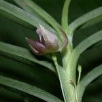 Dichaea panamensis Corteza