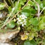 Cochlearia pyrenaica Цвят