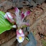 Curcuma inodora 花