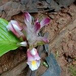 Curcuma inodora Flor