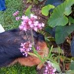 Verbena bonariensisফুল