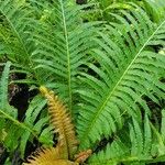 Blechnum brasiliense Fuelha