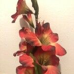 Gladiolus communis Květ