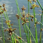 Schoenoplectus lacustris Flor
