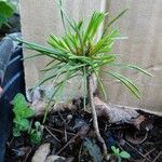 Pinus sibirica Облик