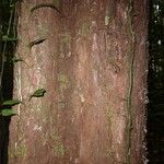 Pouteria brachyandra Kabuk
