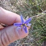 Dianella revolutaफूल