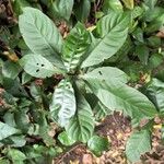 Psychotria carthagenensis Hoja