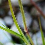 Cenchrus ciliaris Leaf