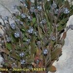 Myosotis minutiflora Libunga