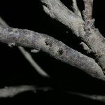 Hedysarum naudinianum 樹皮