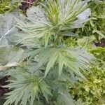 Artemisia vulgarisLeaf