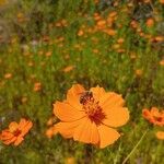 Cosmos sulphureusFlower