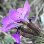 Dianthus balbisii Virág