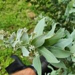 Acacia podalyriifolia Hoja