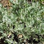 Artemisia tridentata 葉