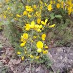 Cytisus spinosus Blomma