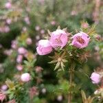 Bauera rubioides Flower