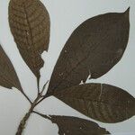 Chimarrhis microcarpa Other