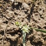 Helianthemum ledifolium Плод