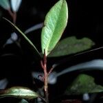 Pseudowintera axillaris Corteza