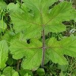 Heracleum sibiricum 葉