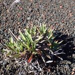 Cynoglossum borbonicum Habit