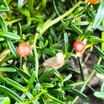 Chironia baccifera Frukt