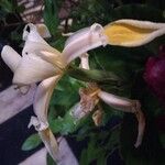 Iris orientalis Květ