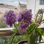 Matthiola incanaFlor