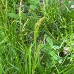 Carex sylvatica Цветок