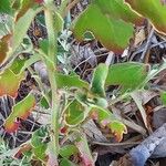 Chenopodium album Bark