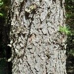 Larix kaempferi Bark