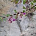 Teucrium lucidum Flower