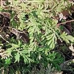 Selaginella tamariscina Folha