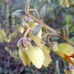Banisteriopsis schizoptera Fruit