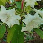 Rhododendron auriculatum Flor