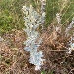 Artemisia ludoviciana 葉