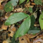 Aphanocalyx margininervatus Ліст