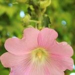 Alcea roseaFloare