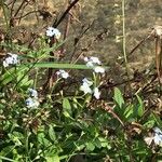 Myosotis scorpioides 花