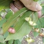 Euonymus latifolius Ovoce