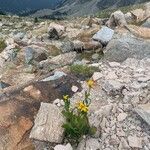 Senecio pyrenaicusFlower