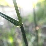 Festuca gigantea Hoja